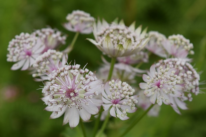 The Flowers of Butchart Gardens