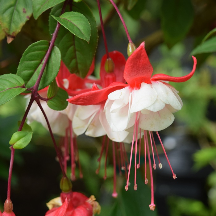 The Flowers of Butchart Gardens