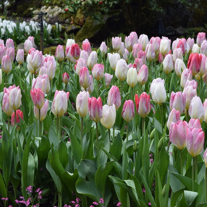 The Flowers of Butchart Gardens