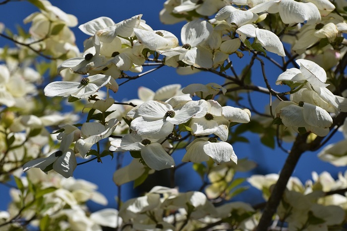 White Dogwood blooming in April
