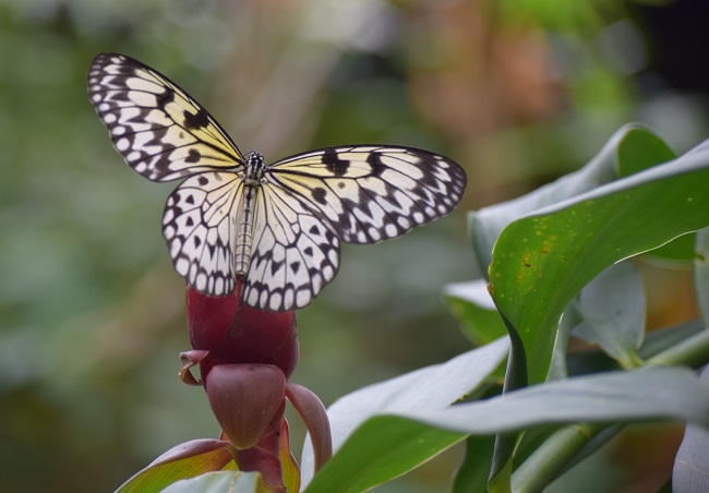 Free fluttering butterflies at Butterfly Gardens in Victoria